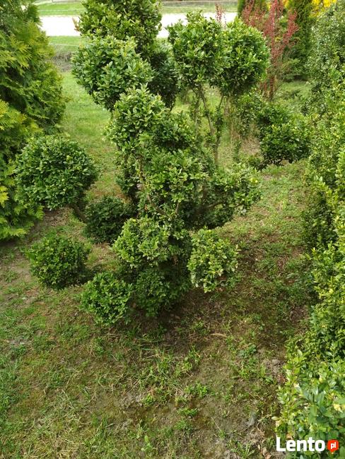 Usługi ogrodnicze, stolarskie.