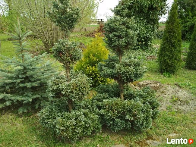 Usługi ogrodnicze, stolarskie.