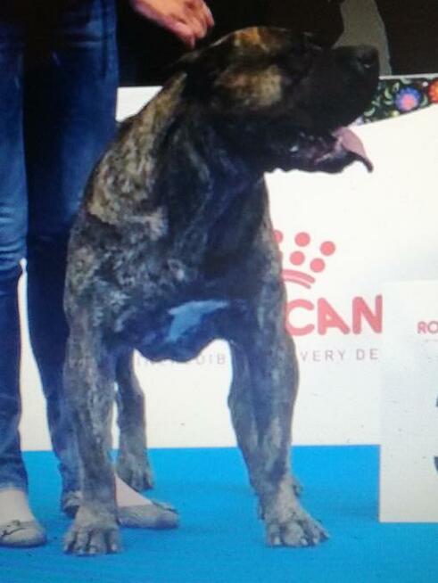 Dogo Canario , Dog Kanaryjski