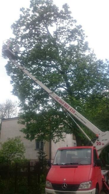 Wycinka drzew Mosina, Krosno, Rogalin, Puszczykowo, Borówiec
