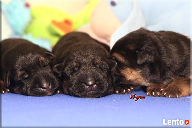 Owczarek niemiecki szczenięta wysokiej klasy