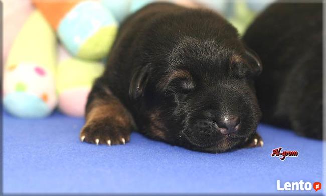 Owczarek niemiecki szczenięta wysokiej klasy