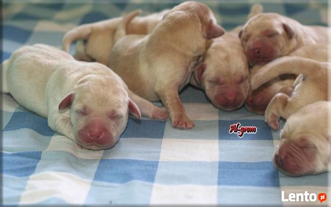 Biszkoptowe szczenięta wysokiej klasy