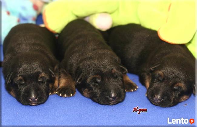 Owczarek niemiecki szczenięta wysokiej klasy