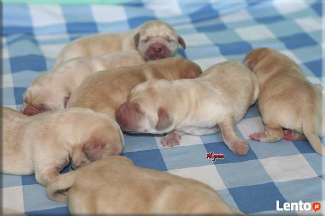 Biszkoptowe szczenięta wysokiej klasy