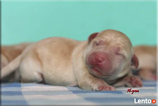 Biszkoptowe szczenięta wysokiej klasy