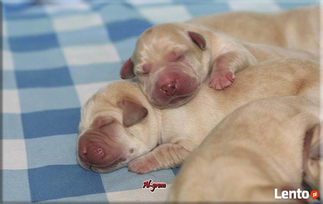 Biszkoptowe szczenięta wysokiej klasy