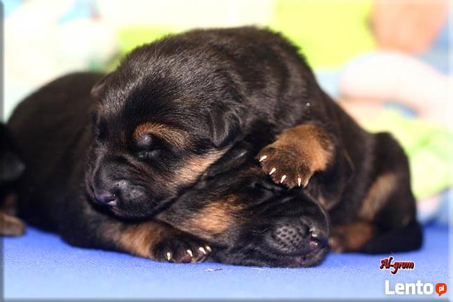 Owczarek niemiecki szczenięta wysokiej klasy