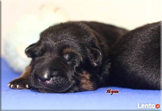 Owczarek niemiecki szczenięta wysokiej klasy