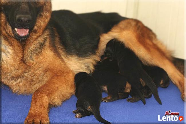 Owczarek niemiecki szczenięta wysokiej klasy