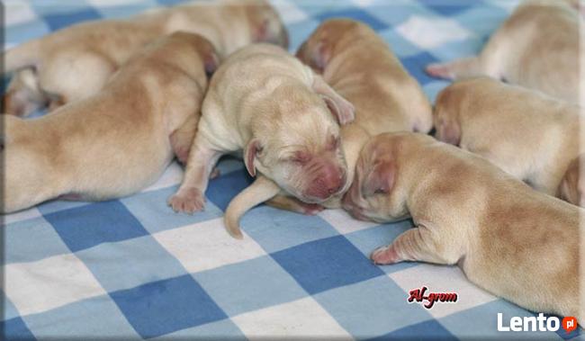 Biszkoptowe szczenięta wysokiej klasy