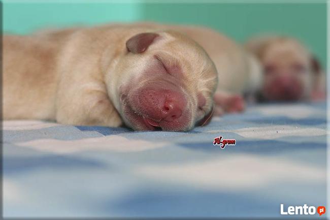 Biszkoptowe szczenięta wysokiej klasy