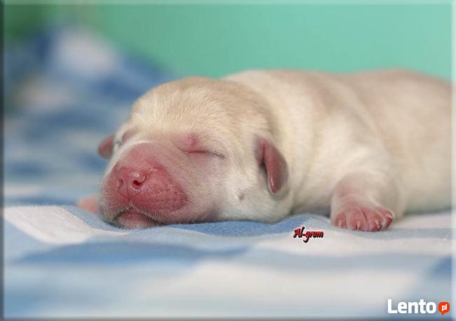 Biszkoptowe szczenięta wysokiej klasy