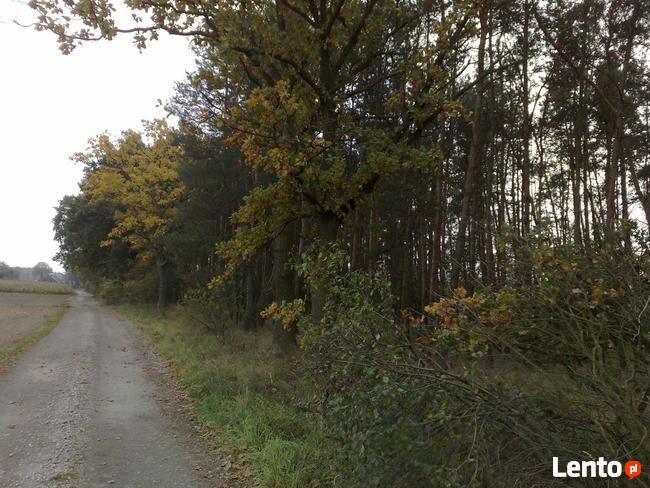 Działka budowlana Gutowo/ Zarośla Cienkie pow.toruński