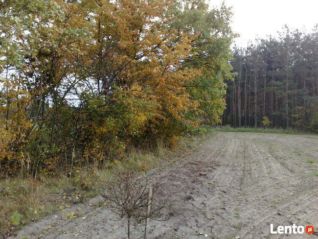 Działka budowlana Gutowo/ Zarośla Cienkie pow.toruński