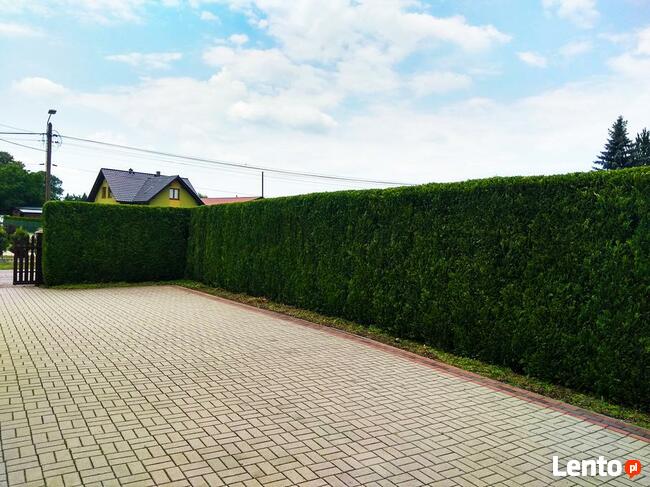 Alpinistyczna wycinka drzew, wycinanie, przycinanie gałęzi