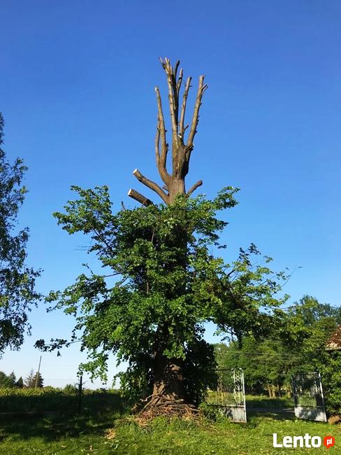 Alpinistyczna wycinka drzew, wycinanie, przycinanie gałęzi