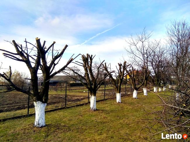 Alpinistyczna wycinka drzew, wycinanie, przycinanie gałęzi