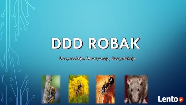 Zwalczanie pluskwy domowej - DDD Robak