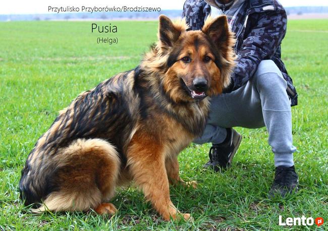 Pusia - w typie Długowłosy owczarek niemiecki