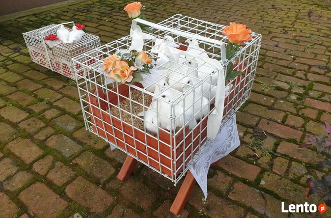 Białe gołębie ślub