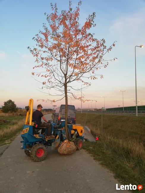 Drzewa Liściaste ozdobne klony lipy brzozy jarzębiny Palmety