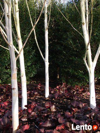 Drzewa Liściaste ozdobne klony lipy brzozy jarzębiny Palmety