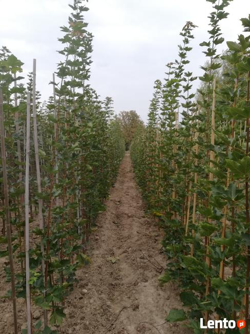 Drzewa Liściaste ozdobne klony lipy brzozy jarzębiny Palmety