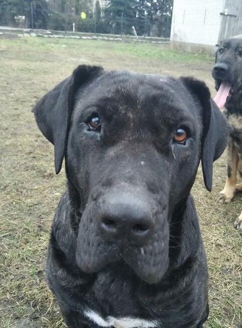 Oddam psa z rodowodem