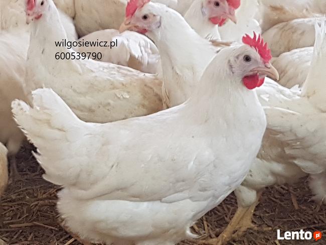 Kura nioska Tetra biała jak Leghorn