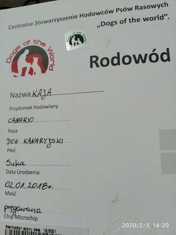 Oddam psa z rodowodem