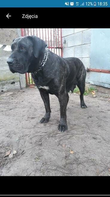Oddam psa z rodowodem