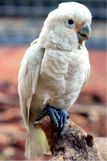 Kakadu Salomońska