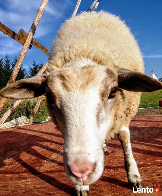 Animator, urodziny, wesela, pikniki rodzinne