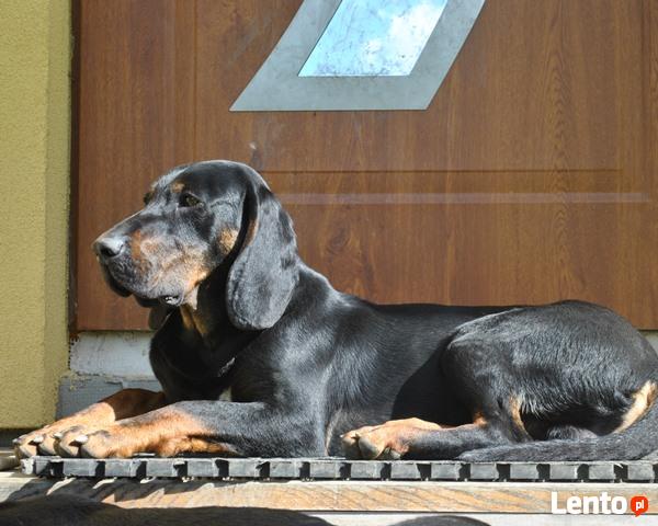 GOŃCZE POLSKIE reproduktory użytkowe zapraszają