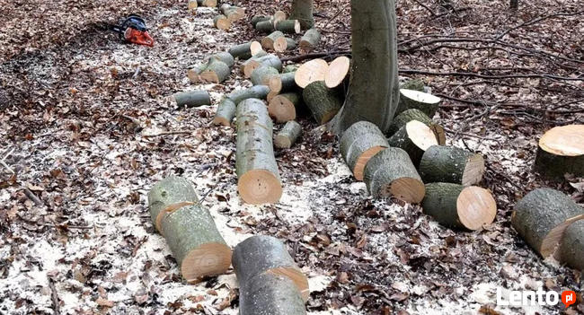 wycinka drzew, koszenie , ogrodnik Świdnica okolice