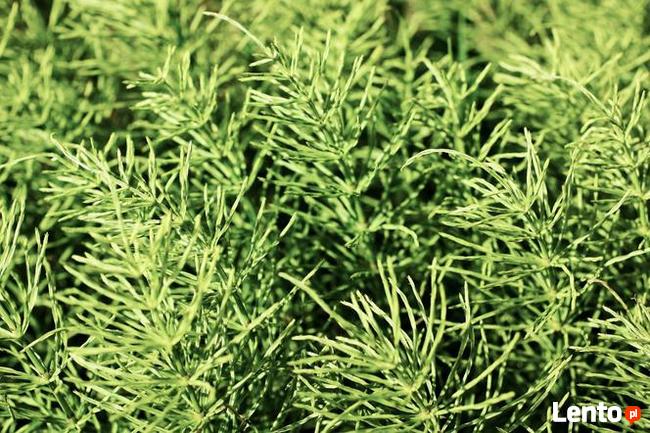 Skrzyp polny suszony z łąk