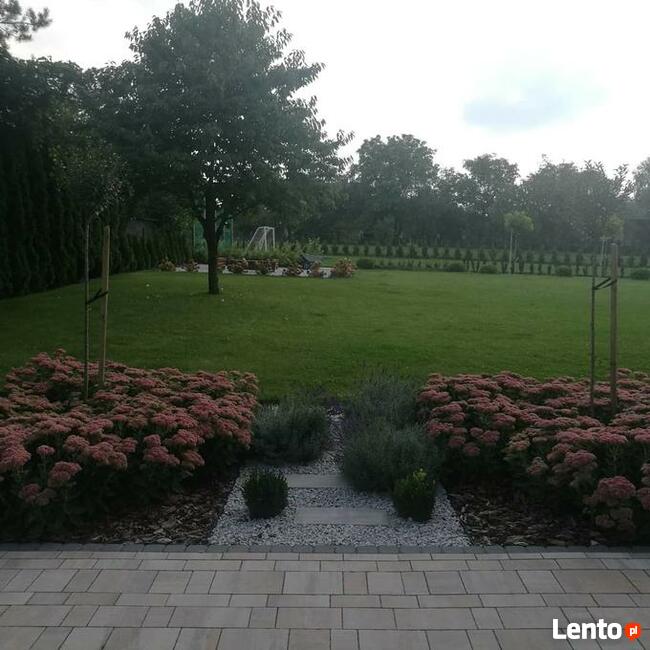 Zakładanie trawnika z siewu rolki trawnik siany siatka przec