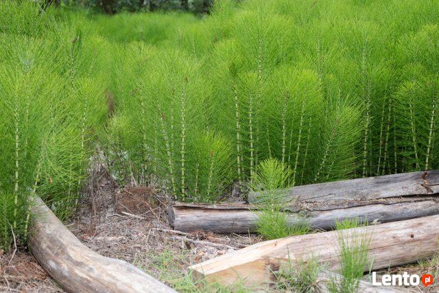 Skrzyp polny suszony z łąk