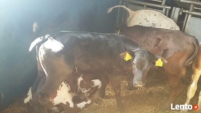 Cielaki miesne Łopuszno