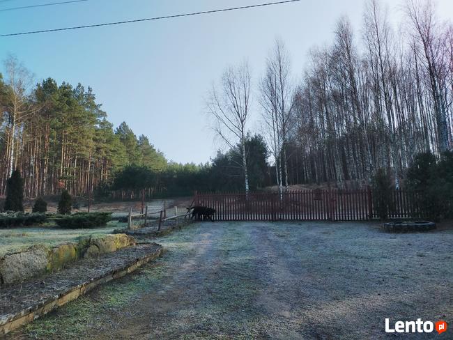 Dom jednorodzinny z działką oraz lasem. Gmina Osie