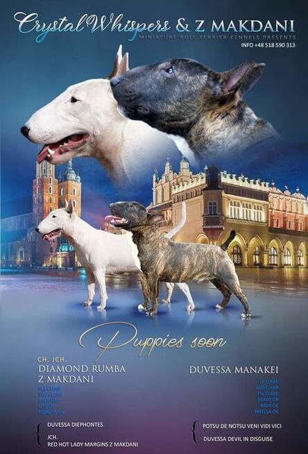 Bulterier miniaturowy, szczenięta