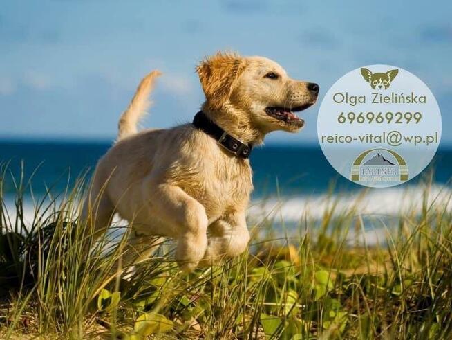 Płyn 3A86 uprawa roślin z alg morskich naturalny ReicoNiemcy