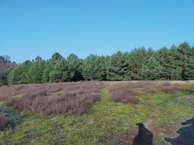 Dom jednorodzinny z działką oraz lasem. Gmina Osie