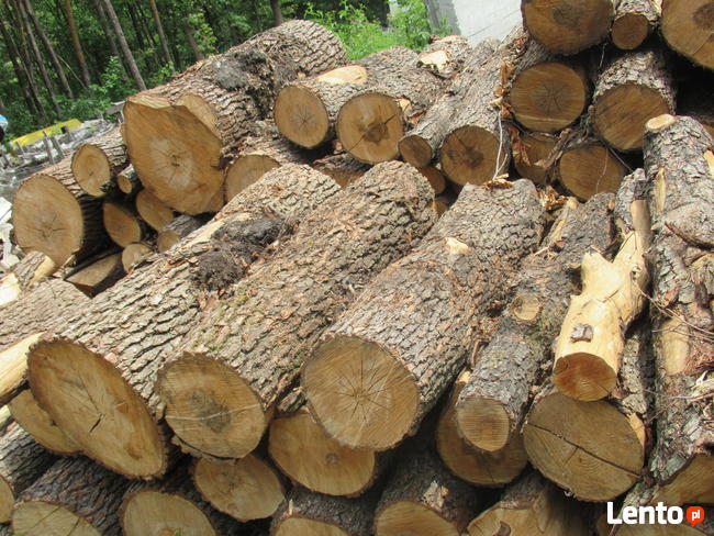 Metry dębowe, brzozowe, olchowe, bukowe