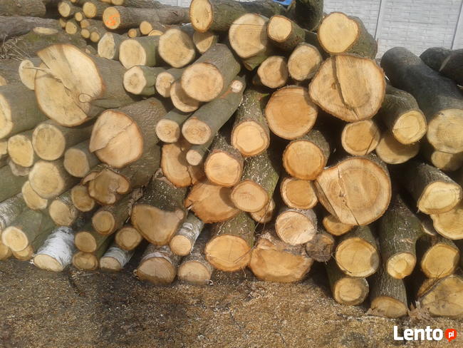 Metry dębowe, brzozowe, olchowe, bukowe