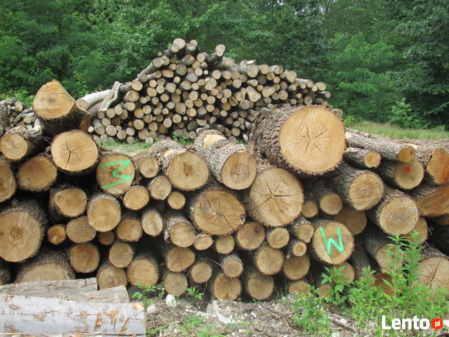 Metry dębowe, brzozowe, olchowe, bukowe