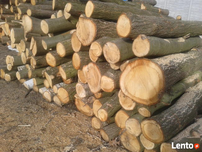 Metry dębowe, brzozowe, olchowe, bukowe