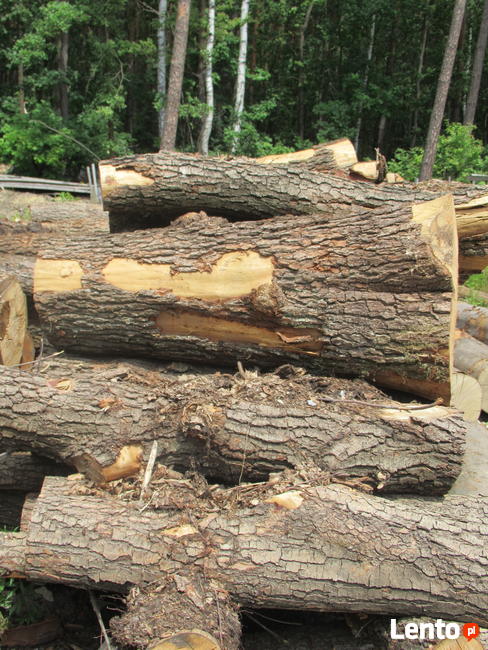 Metry dębowe, brzozowe, olchowe, bukowe