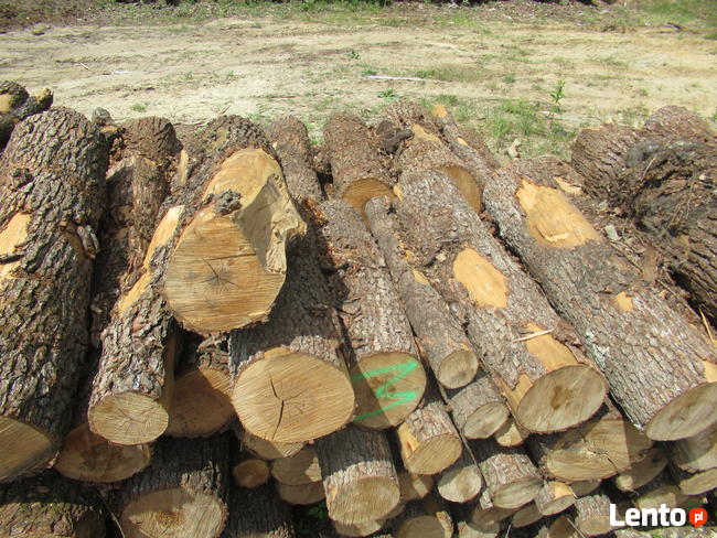 Metry dębowe, brzozowe, olchowe, bukowe